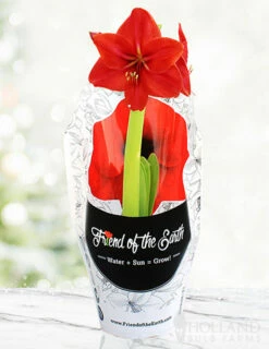 Menu Potted Amaryllis Trio Collection -plant shop 92214 pre potted red lion 1