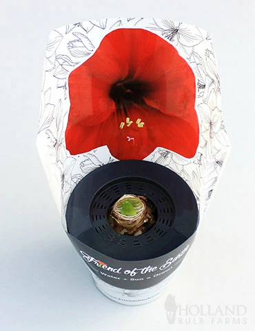 Menu Red Lion Potted Amaryllis - Gift Ready 4 Menu Red Lion Potted Amaryllis - Gift Ready - Image 2