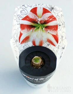 Menu Peppermint Swirl Amaryllis Trio Collection -plant shop 92215 pre potted super star 2