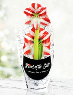 Menu Peppermint Swirl Amaryllis Trio Collection -plant shop 92215 pre potted super star