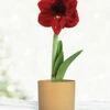 Menu Burgundy Potted Amaryllis Gift Box - Gold Round -plant shop 92216 barbosa potted amaryllis gold round