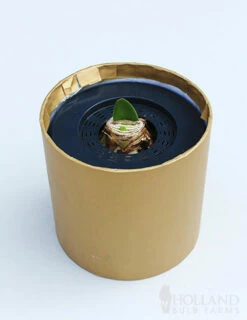 Menu Burgundy Potted Amaryllis Gift Box - Gold Round 7 Menu Burgundy Potted Amaryllis Gift Box - Gold Round -plant shop 92216 barbosa potted amaryllis gold round 2