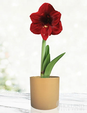 Menu Burgundy Potted Amaryllis Gift Box - Gold Round 3 Menu Burgundy Potted Amaryllis Gift Box - Gold Round