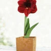 Menu Burgundy Potted Amaryllis Gift Box - Gold Square -plant shop 92217 barbosa potted amaryllis gold square