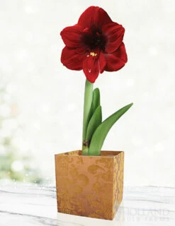 Menu Burgundy Potted Amaryllis Gift Box - Gold Square