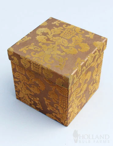 Menu Burgundy Potted Amaryllis Gift Box - Gold Square 4 Menu Burgundy Potted Amaryllis Gift Box - Gold Square - Image 2