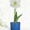 Menu White Potted Amaryllis Gift Box - Blue Round 2 Menu White Potted Amaryllis Gift Box - Blue Round -plant shop 92218 intokazi potted amaryllis blue round
