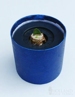 Menu White Potted Amaryllis Gift Box - Blue Round 7 Menu White Potted Amaryllis Gift Box - Blue Round -plant shop 92218 intokazi potted amaryllis blue round 2