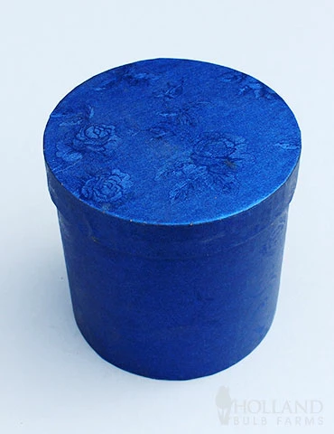 Menu White Potted Amaryllis Gift Box - Blue Round 4 Menu White Potted Amaryllis Gift Box - Blue Round - Image 2