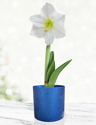 Menu White Potted Amaryllis Gift Box - Blue Round 3 Menu White Potted Amaryllis Gift Box - Blue Round