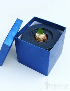 Menu White Potted Amaryllis Gift Box - Blue Square -plant shop 92219 intokazi potted amaryllis blue square 2