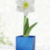 Menu White Potted Amaryllis Gift Box - Blue Square 2 Menu White Potted Amaryllis Gift Box - Blue Square -plant shop 92219 intokazi potted amaryllis blue square 4