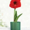 Menu Red Potted Amaryllis Gift Box - Green Round -plant shop 92220 red lion potted amaryllis green round