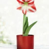Menu Bi-Colored Potted Amaryllis Gift Box - Burgundy Round 1 Menu Bi-Colored Potted Amaryllis Gift Box - Burgundy Round -plant shop 92221 super star potted amaryllis burgundy round