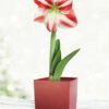 Menu Bi-Color Potted Amaryllis Gift Box - Burgundy Square -plant shop 92222 super star potted amaryllis burgundy square