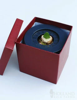 Menu Bi-Color Potted Amaryllis Gift Box - Burgundy Square 7 Menu Bi-Color Potted Amaryllis Gift Box - Burgundy Square -plant shop 92222 super star potted amaryllis burgundy square 2