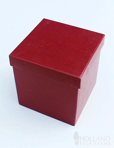 Menu Bi-Color Potted Amaryllis Gift Box - Burgundy Square 4 Menu Bi-Color Potted Amaryllis Gift Box - Burgundy Square - Image 2