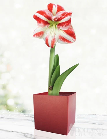 Menu Bi-Color Potted Amaryllis Gift Box - Burgundy Square 3 Menu Bi-Color Potted Amaryllis Gift Box - Burgundy Square