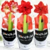 Menu Potted Amaryllis Trio Collection -plant shop 92223 potted amaryllis trio collection