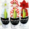 Menu Peppermint Swirl Amaryllis Trio Collection -plant shop 92226 peppermint swirl collection