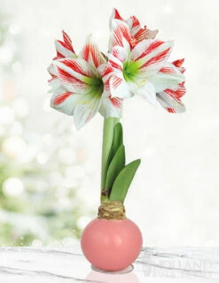 Menu Jelly Bean Waxed Amaryllis