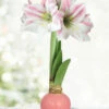 Menu Pink Lady Waxed Amaryllis -plant shop 92420 pink lady waxed amaryllis