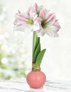 Menu Pink Lady Waxed Amaryllis