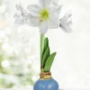 Menu Clear Days Waxed Amaryllis -plant shop 92421 clear days waxed amaryllis