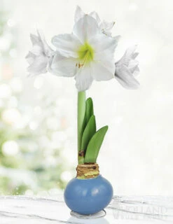 Menu Clear Days Waxed Amaryllis