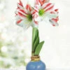 Menu Spring In Your Step Waxed Amaryllis -plant shop 92422 spring in your step waxed amaryllis