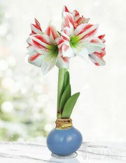 Menu Spring In Your Step Waxed Amaryllis
