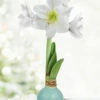 Menu Sea Glass Waxed Amaryllis -plant shop 92424 sea glass waxed amaryllis