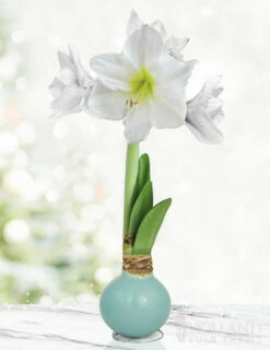 Menu Sea Glass Waxed Amaryllis