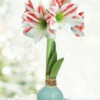 Menu Spring Sunset Waxed Amaryllis -plant shop 92425 spring sunset waxed amaryllis