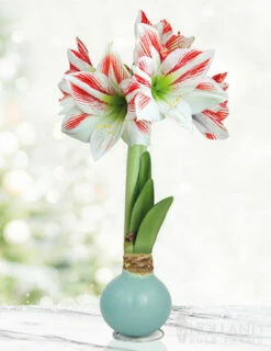 Menu Spring Sunset Waxed Amaryllis