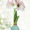Menu Spirit Of Spring Waxed Amaryllis -plant shop 92426 spirit of spring