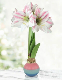 Menu Easter Blessings Waxed Amaryllis