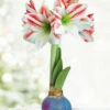 Menu Flower Power Waxed Amaryllis 1 Menu Flower Power Waxed Amaryllis -plant shop 92429 flower power waxed amaryllis