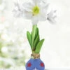 Menu Patriotic Waxed Amaryllis 2 Menu Patriotic Waxed Amaryllis -plant shop 92430 patriotic waxed amaryllis