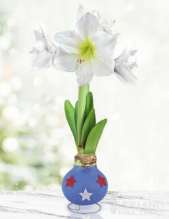 Menu Patriotic Waxed Amaryllis