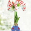 Menu Red White & Bloom Waxed Amaryllis -plant shop 92431 red white and bloom waxed amaryllis