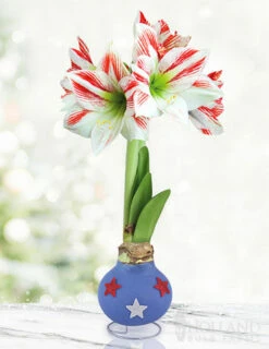 Menu Red White & Bloom Waxed Amaryllis