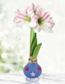 Menu Uncle Sam Amaryllis