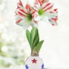 Menu American Pride Waxed Amaryllis -plant shop 92434 american pride waxed amaryllis