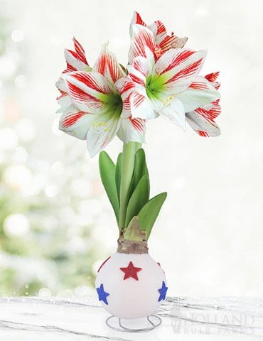 Menu American Pride Waxed Amaryllis 3 Menu American Pride Waxed Amaryllis