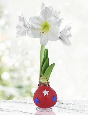 Menu Festive Parade Waxed Amaryllis 3 Menu Festive Parade Waxed Amaryllis