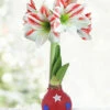 Menu Old Glory Waxed Amaryllis -plant shop 92437 old glory waxed amaryllis