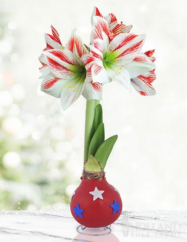 Menu Old Glory Waxed Amaryllis 3 Menu Old Glory Waxed Amaryllis