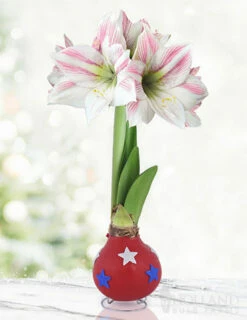Menu Independence Day Waxed Amaryllis