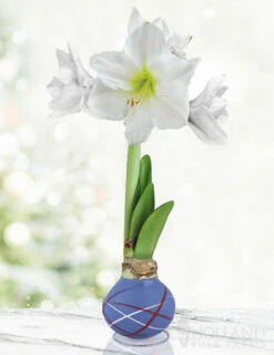 Menu High Flying Flag Picasso Waxed Amaryllis